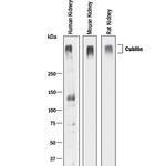 CUBN Antibody in Western Blot (WB)