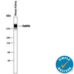 CUBN Antibody in Western Blot (WB)