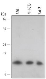 TXNL5 Antibody in Western Blot (WB)