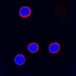 CTLA-4 Antibody in Immunocytochemistry (ICC/IF)