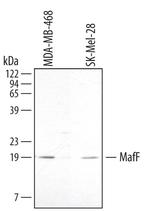 MAFF Antibody in Western Blot (WB)