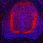 PLXNA3 Antibody in Immunohistochemistry (Frozen) (IHC (F))