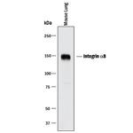 ITGA8 Antibody in Western Blot (WB)