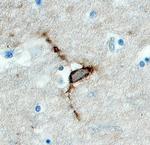 HAPLN4 Antibody in Immunohistochemistry (Paraffin) (IHC (P))