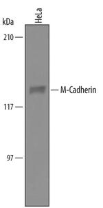 M-cadherin Antibody in Western Blot (WB)