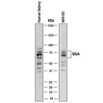 IDUA Antibody in Western Blot (WB)