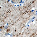 TAFA2 Antibody in Immunohistochemistry (Paraffin) (IHC (P))