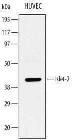 ISL2 Antibody in Western Blot (WB)