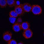 ITLN1 Antibody in Immunocytochemistry (ICC/IF)