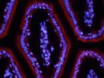 ITLN1 Antibody in Immunohistochemistry (Frozen) (IHC (F))