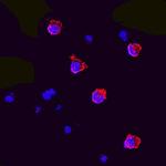 FLT3LG Antibody in Immunocytochemistry (ICC/IF)