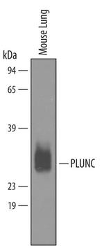 PLUNC Antibody in Western Blot (WB)