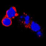 GFR alpha-2 Antibody in Immunocytochemistry (ICC/IF)