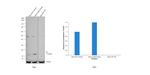 ID1 Antibody in Western Blot (WB)