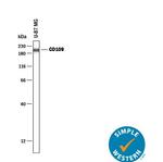 CD109 Antibody in Western Blot (WB)