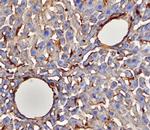 CD39 Antibody in Immunohistochemistry (Frozen) (IHC (F))