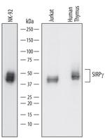 SIRP gamma Antibody in Western Blot (WB)