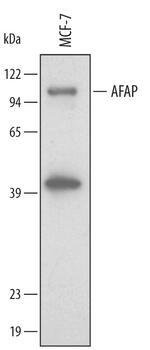 AFAP Antibody in Western Blot (WB)