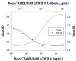 CD254 (RANK Ligand) Antibody