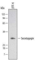 SCGN Antibody in Western Blot (WB)