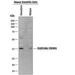 CD301 Antibody in Western Blot (WB)