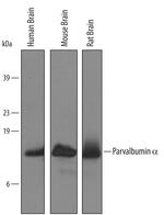 Parvalbumin Antibody in Western Blot (WB)