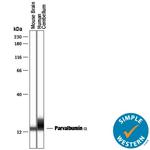 Parvalbumin Antibody in Western Blot (WB)