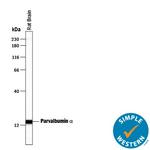 Parvalbumin Antibody in Western Blot (WB)