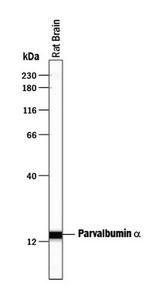 Parvalbumin Antibody in Western Blot (WB)