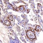 BMP-6 Antibody in Immunohistochemistry (Paraffin) (IHC (P))