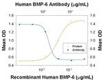 BMP-6 Antibody in Neutralization (Neu)