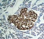 Apolipoprotein H Antibody in Immunohistochemistry (Frozen) (IHC (F))