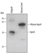 Apolipoprotein H Antibody in Western Blot (WB)