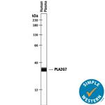 PLA2G7 Antibody in Western Blot (WB)