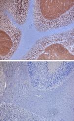 Neuroplastin Antibody in Immunohistochemistry (Paraffin) (IHC (P))