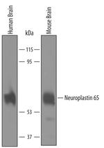 Neuroplastin Antibody in Western Blot (WB)