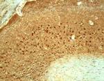 CX3CL1 Antibody in Immunohistochemistry (Frozen) (IHC (F))