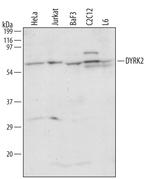 DYRK2 Antibody in Western Blot (WB)