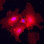 Plexin A2 Antibody in Immunocytochemistry (ICC/IF)