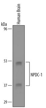 NPDC1 Antibody in Western Blot (WB)