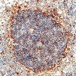 IL1R2 Antibody in Immunohistochemistry (Frozen) (IHC (F))