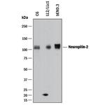 Neuropilin 2 Antibody in Western Blot (WB)