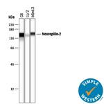 Neuropilin 2 Antibody in Western Blot (WB)