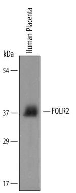 FOLR2 Antibody in Western Blot (WB)