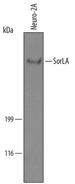 SORL1 Antibody in Western Blot (WB)