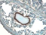 IGFBP5 Antibody in Immunohistochemistry (Frozen) (IHC (F))