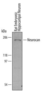 Neurocan Antibody in Western Blot (WB)