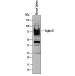 SIGLEC12 Antibody in Western Blot (WB)