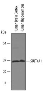 SULT4A1 Antibody in Western Blot (WB)