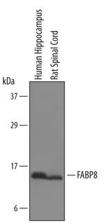 FABP8 Antibody in Western Blot (WB)